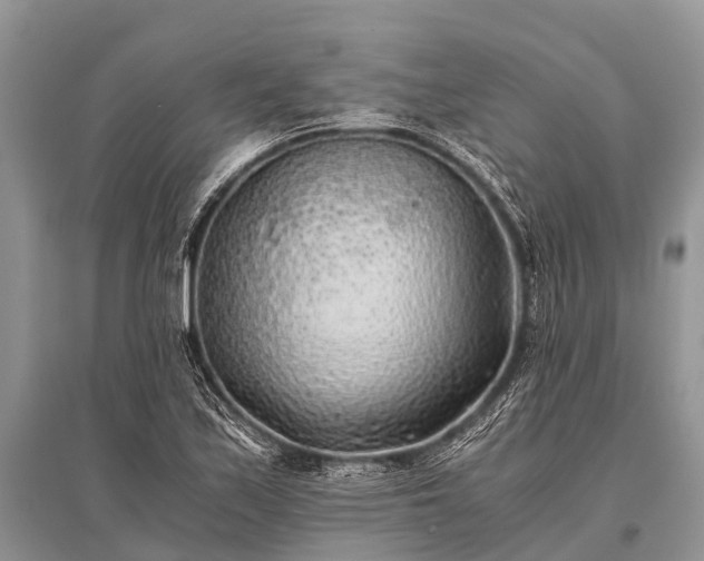 X0000096141171200801251034
