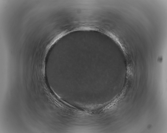 X0000096141173200801251034