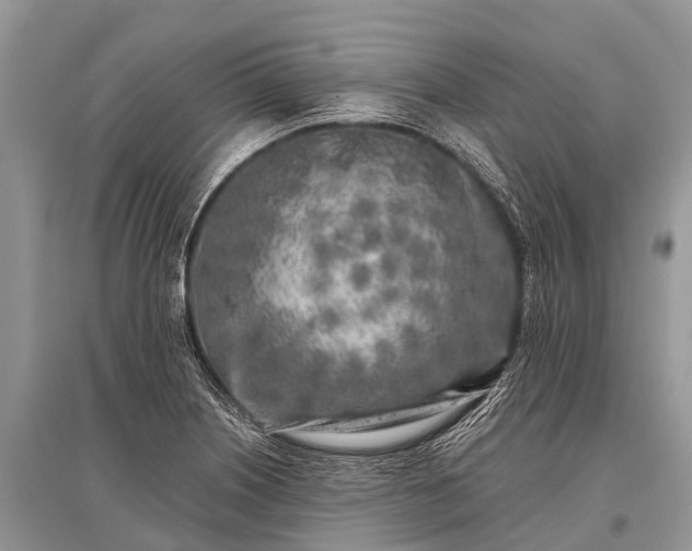 X0000096141226200801251033