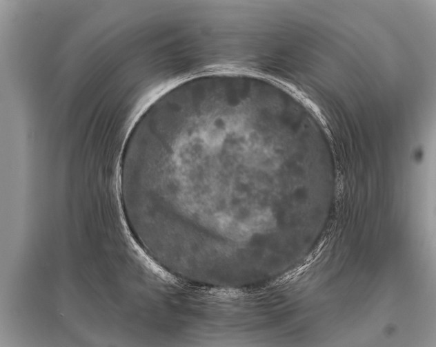X0000096141239200801251033