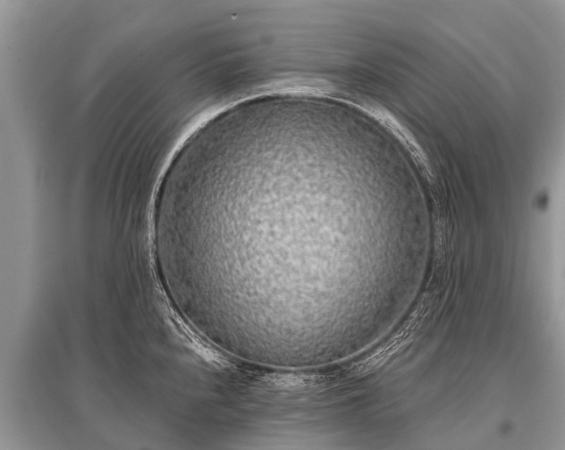 X0000096141240200801251033