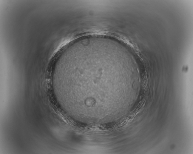 X0000096141255200801251033