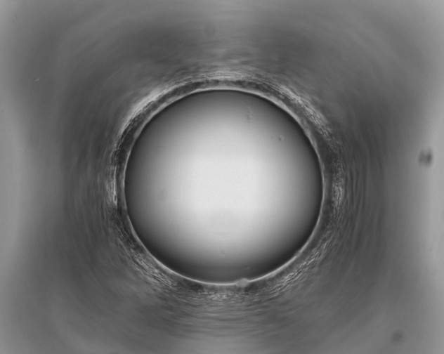 X0000096141262200801251033