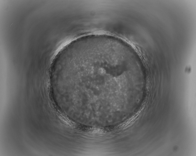 X0000096141263200801251032