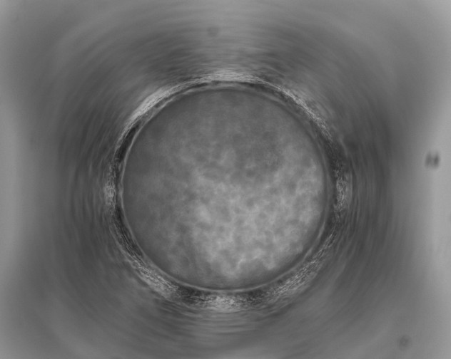 X0000096141266200801251032