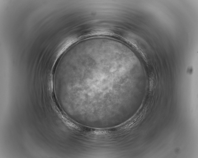 X0000096141274200801251032