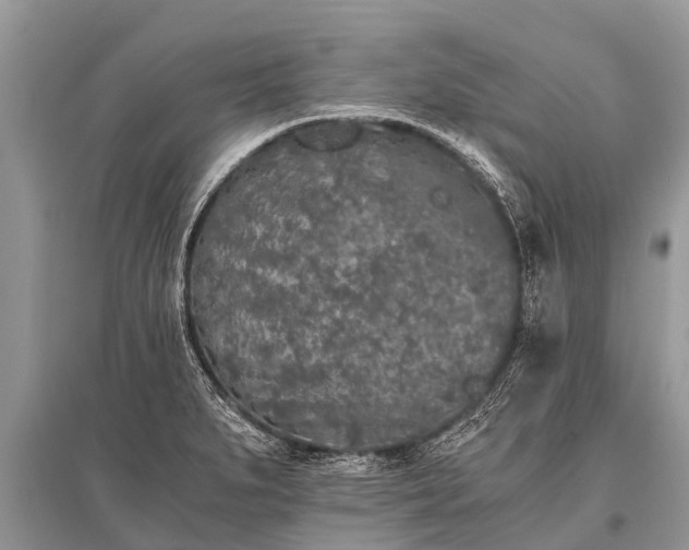 X0000096141279200801251032