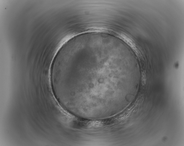 X0000096141283200801251032