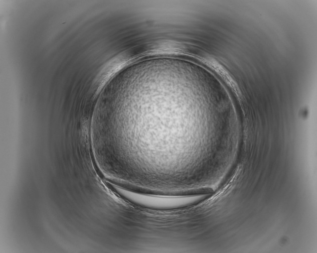 X0000096141337200801251032