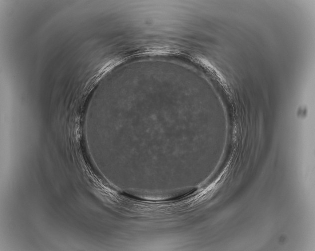 X0000096141353200801251031
