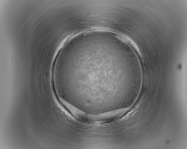 X0000096141381200801251031