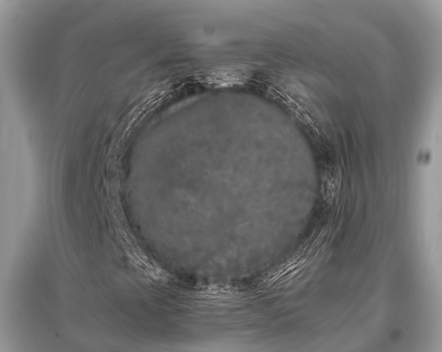 X0000096141393200801251030