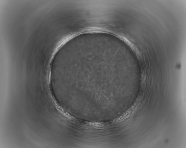 X0000096141413200801251030