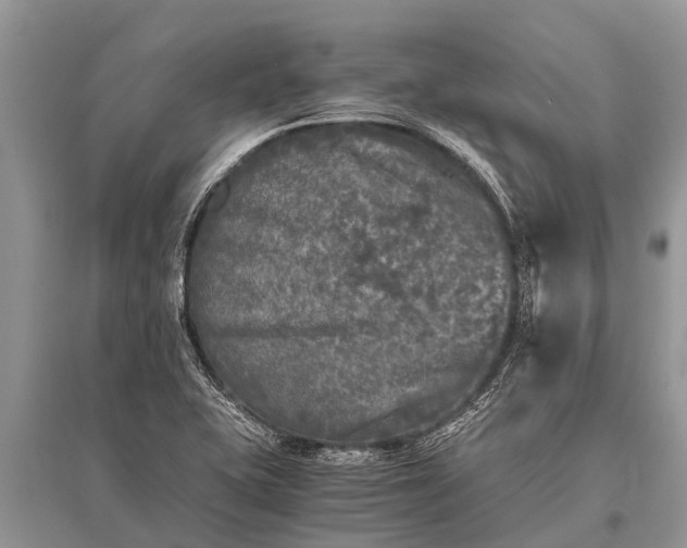 X0000096141415200801251030