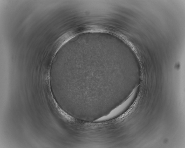 X0000096141425200801251030