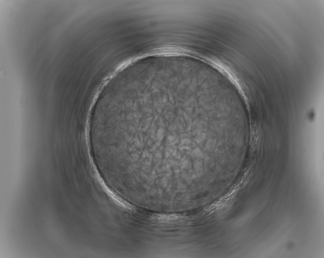 X0000096141429200801251030
