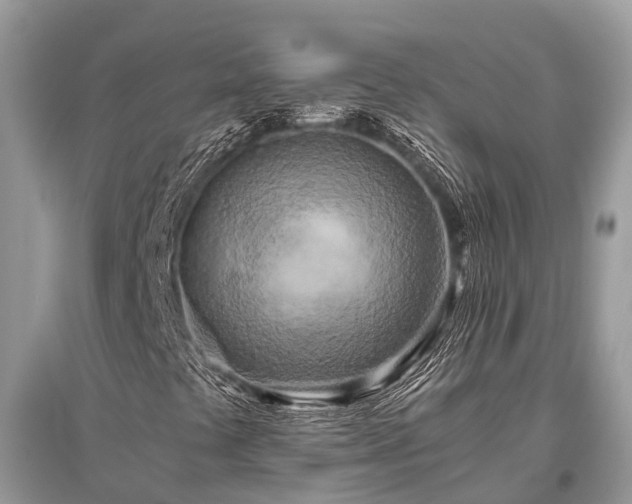 X0000096141441200801251030