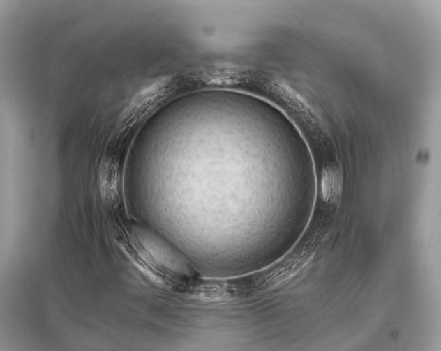 X0000096141444200801251030
