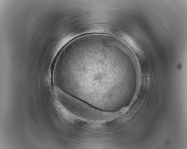 X0000096141468200801251029