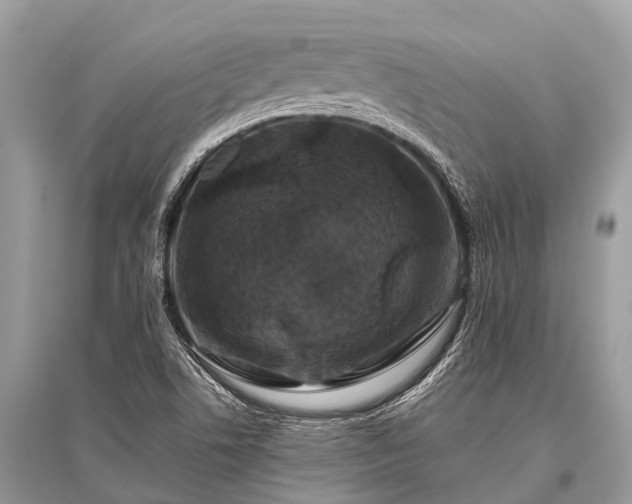 X0000096141506200801251028