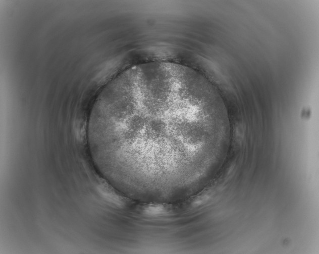 X0000096140177200802011218