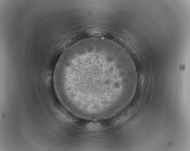 X0000096140271200802011217