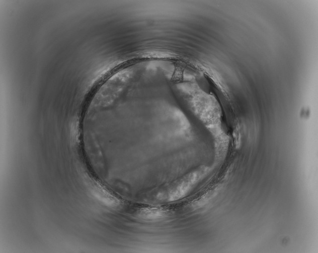 X0000096140351200802011216