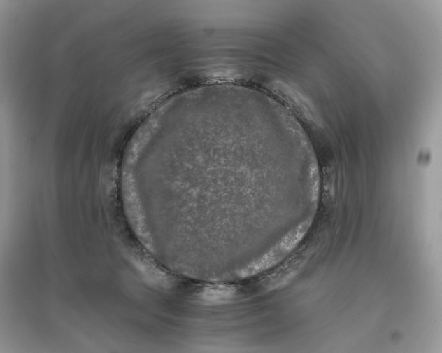 X0000096140369200802011216