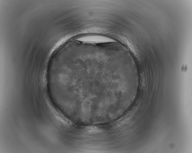 X0000096140392200802011215