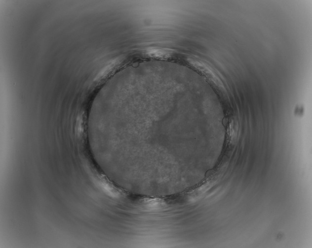 X0000096140424200802011215