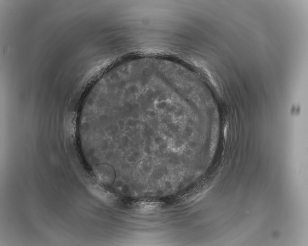 X0000096140495200802011213