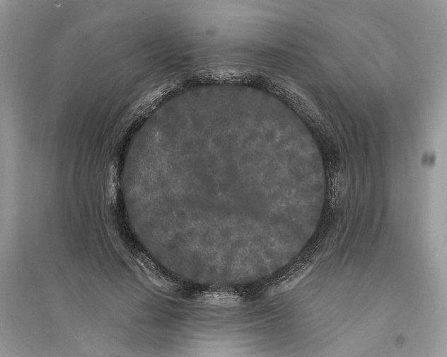 X0000096140644200802011211