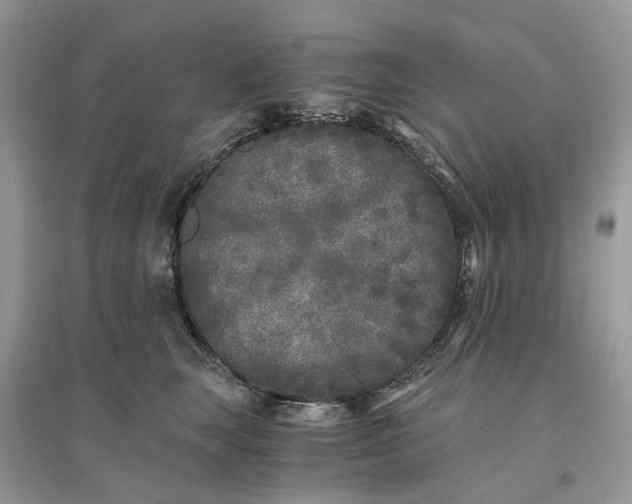X0000096140663200802011212