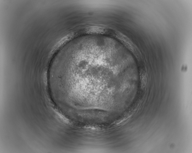 X0000096140729200802011210