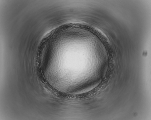 X0000096140775200802011210