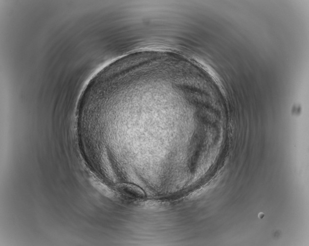 X0000096140779200802011210