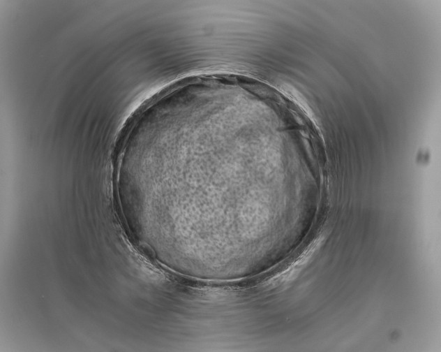 X0000096140781200802011210