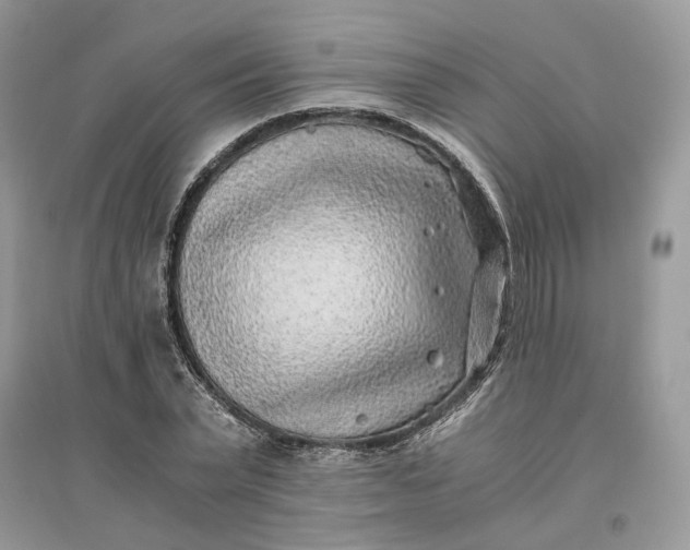 X0000096140783200802011210