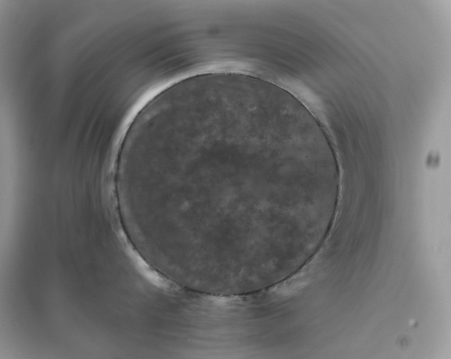 X0000096140816200802011209