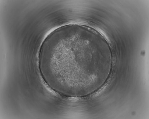 X0000096140854200802011209