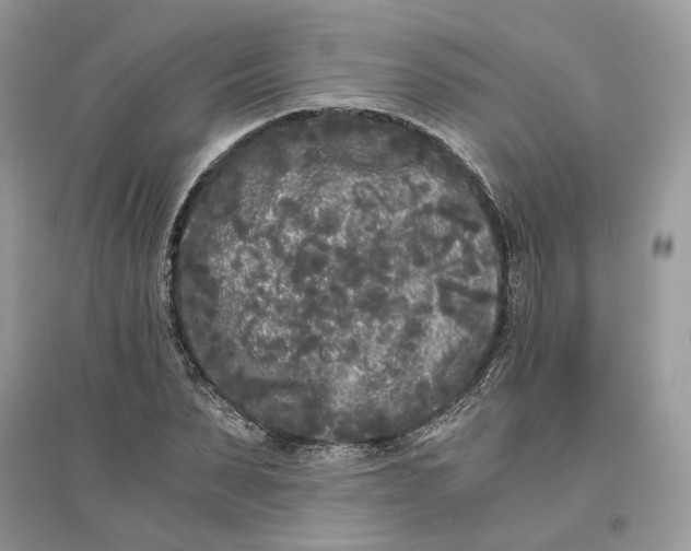 X0000096140879200802011208
