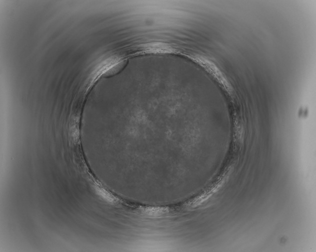 X0000096140889200802011208