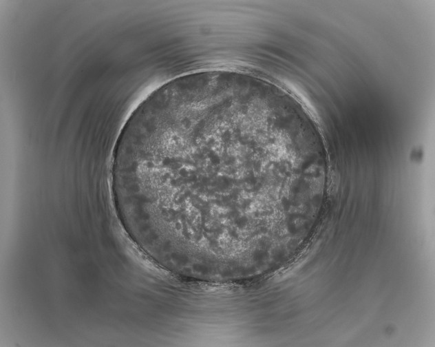 X0000096140899200802011208