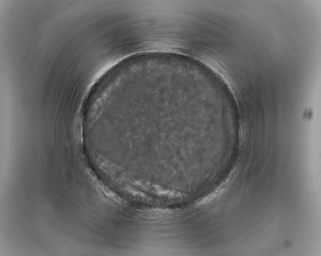X0000096140925200802011207