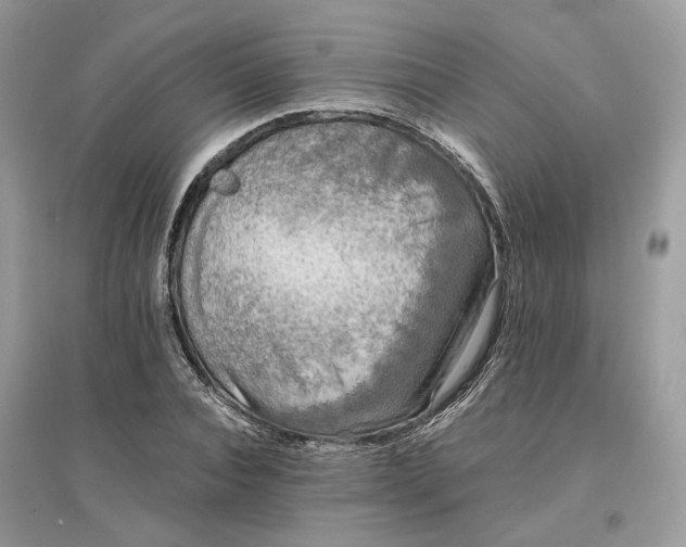X0000096140928200802011207