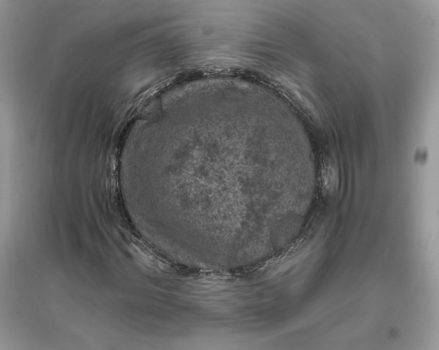 X0000096140964200802011207