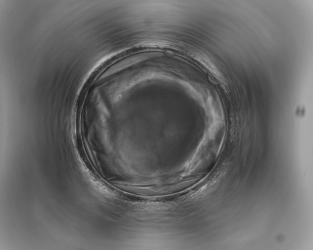 X0000096140984200802011207
