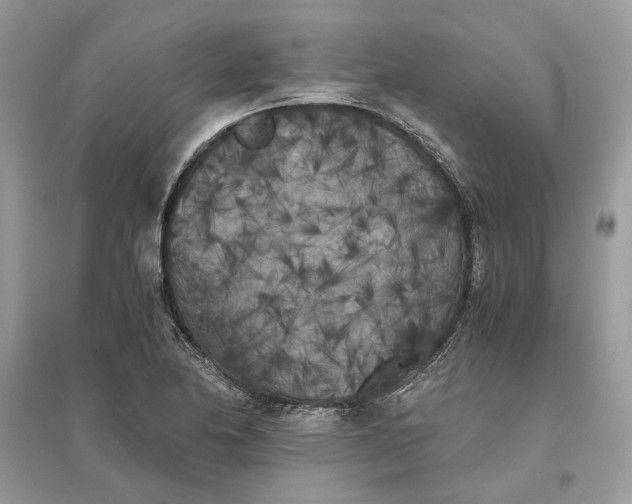 X0000096141174200802011204