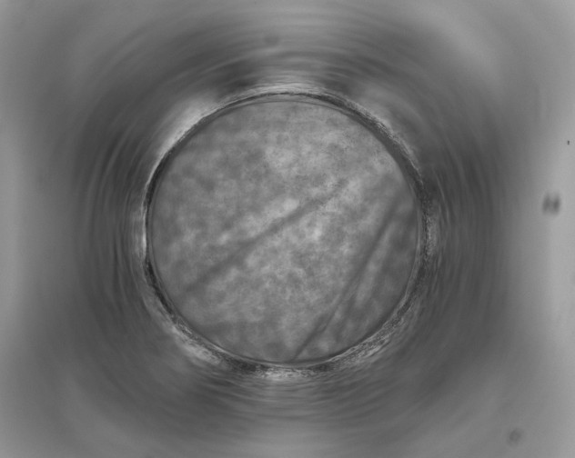 X0000096141274200802011202