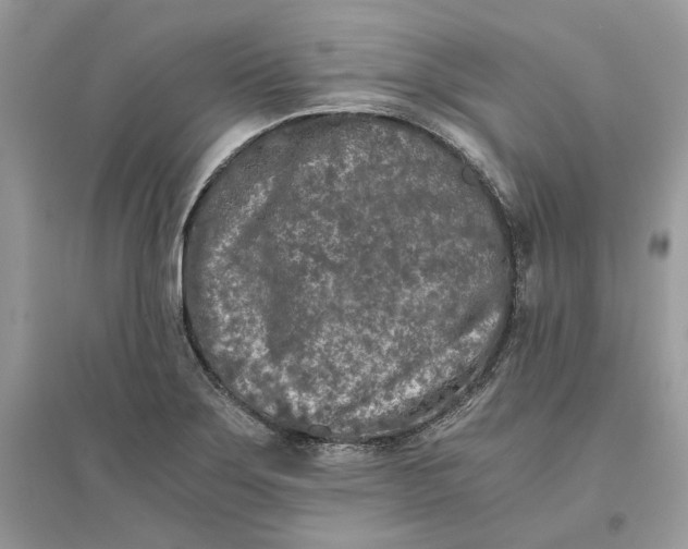 X0000096141275200802011202